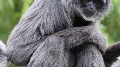 Flora dan Fauna Unik di Pulau-Pulau Banten