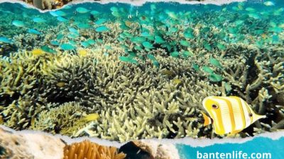 Spot Snorkeling Terbaik di Banten