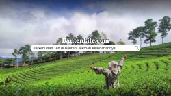 Perkebunan Teh di Banten: Nikmati Keindahannya