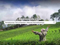 Perkebunan Teh di Banten: Nikmati Keindahannya