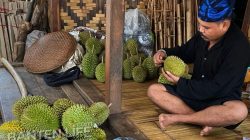 Pesona Kuliner dan Tradisi Lokal Musim Panen Berburu Durian Khas Badui