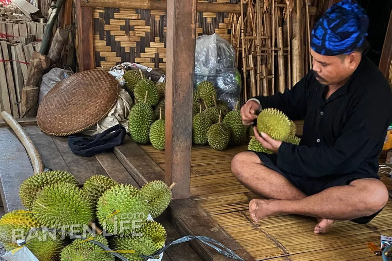 Pesona Kuliner dan Tradisi Lokal Musim Panen Berburu Durian Khas Badui