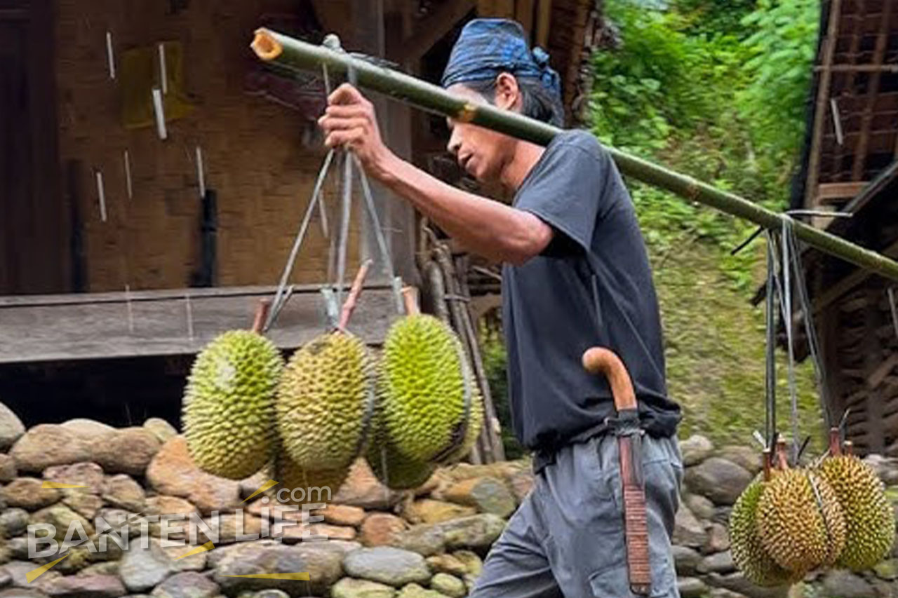 Pesona Kuliner dan Tradisi Lokal Musim Panen Berburu Durian Khas Badui