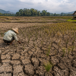 Kekeringan Sawah Lebak Banten Semakin Parah