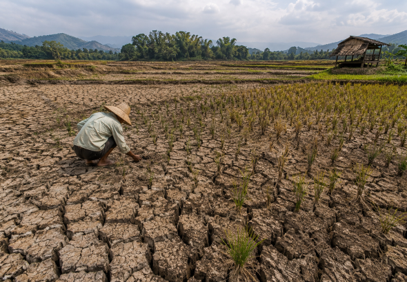 Kekeringan Sawah Lebak Banten Semakin Parah